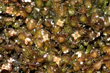 Frullania dilatata