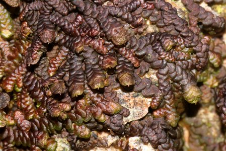 Frullania dilatata