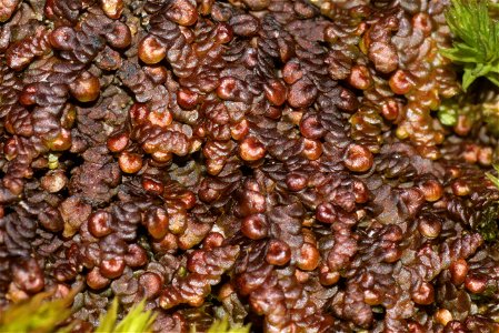 Frullania dilatata