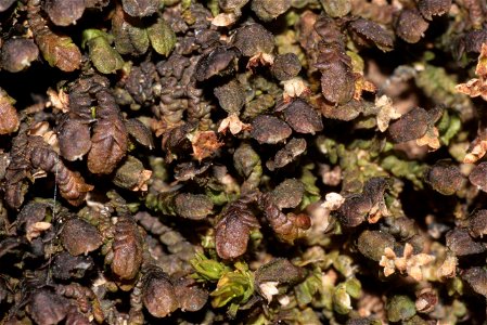 Frullania dilatata