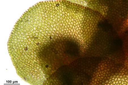 Frullania dilatata