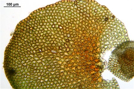 Frullania dilatata