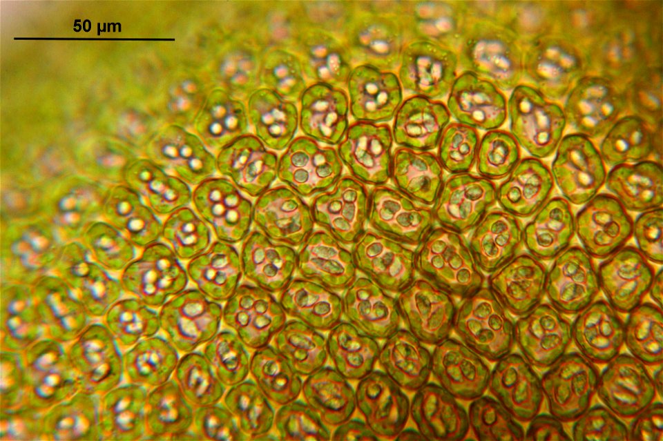 Frullania dilatata