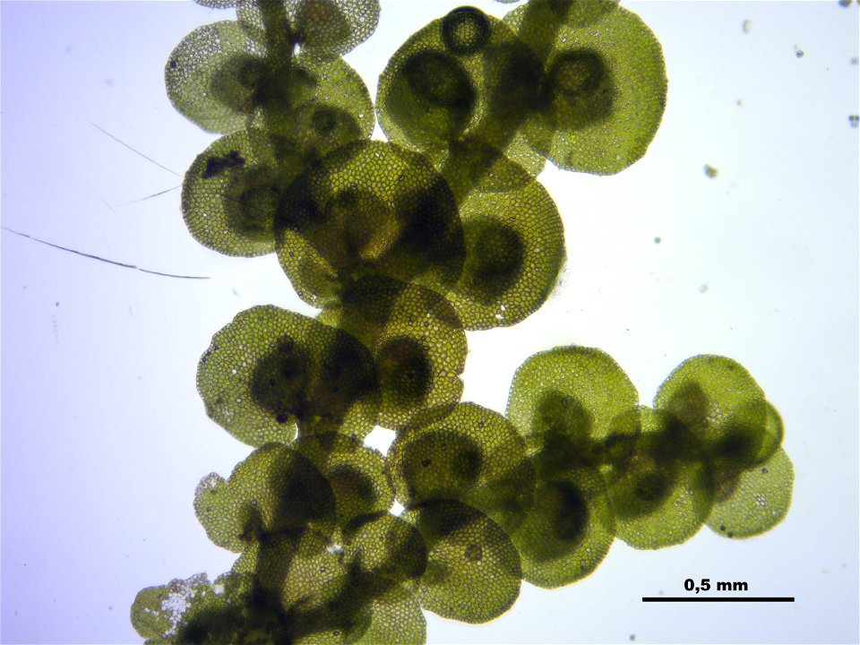 Frullania dilatata