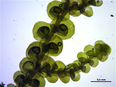 Frullania dilatata