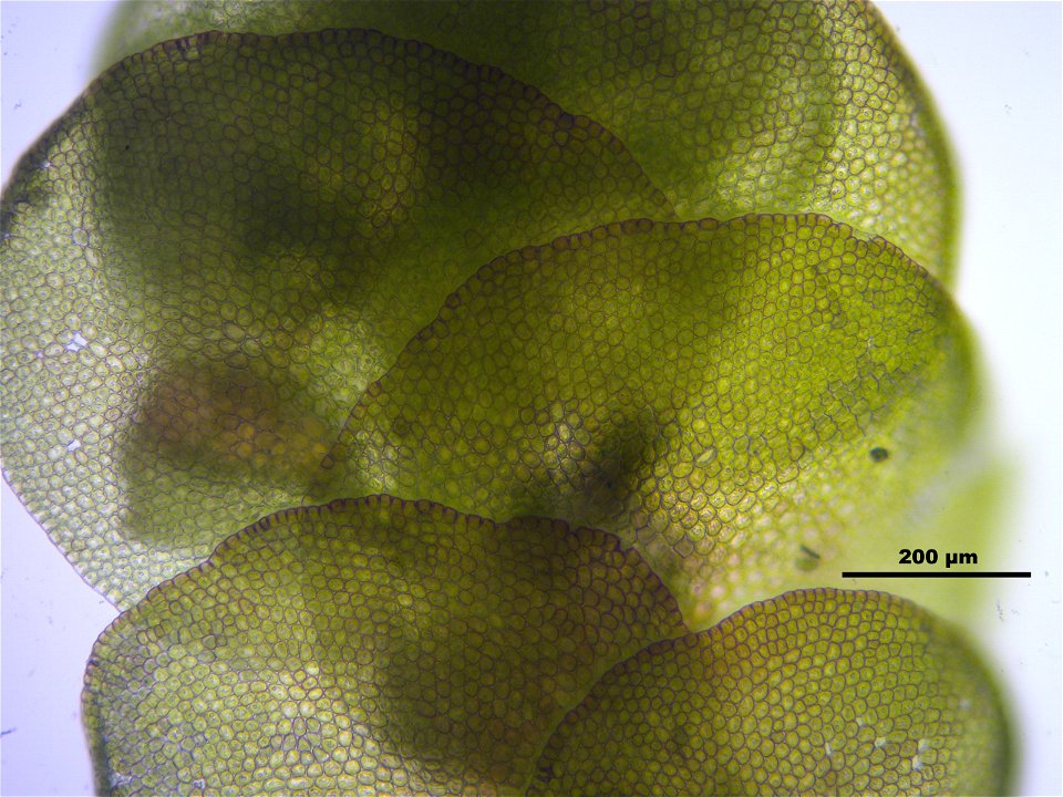 Frullania dilatata