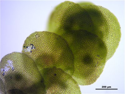 Frullania dilatata
