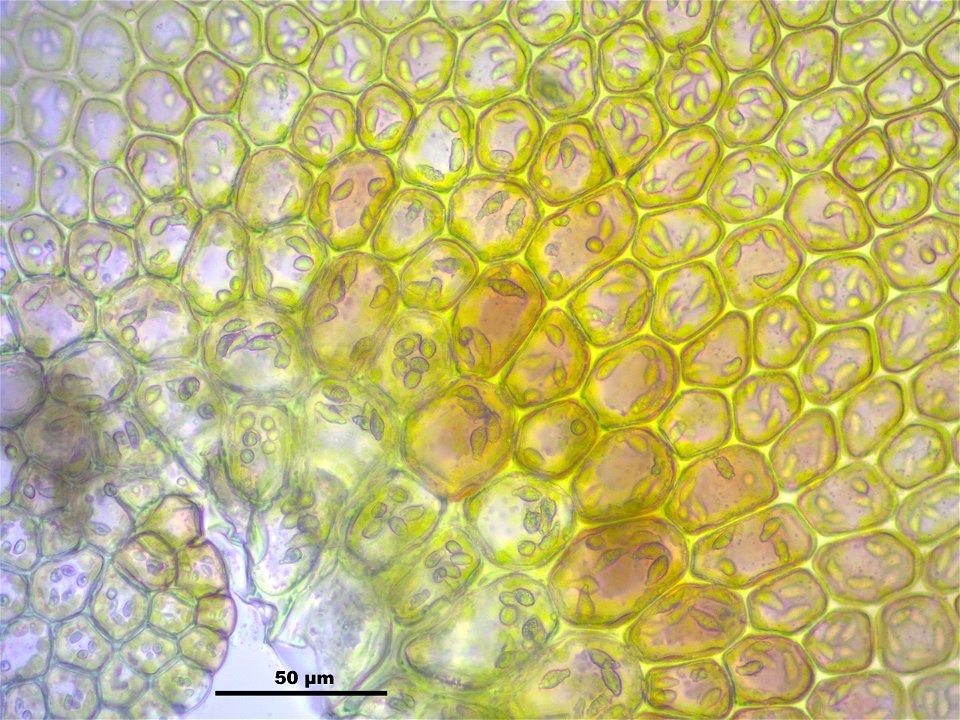 Frullania dilatata