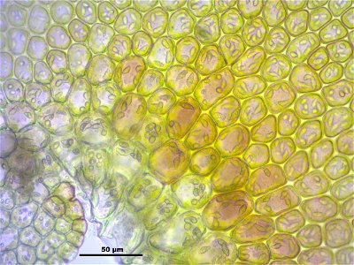 Frullania dilatata
