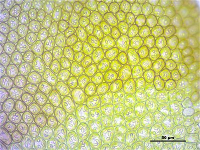 Frullania dilatata