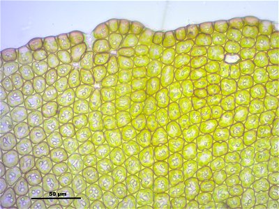 Frullania dilatata