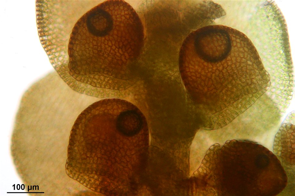 Frullania dilatata, Unterlappen der Flankenblätter (Wassersäcke).