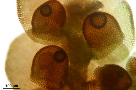 Frullania dilatata, Unterlappen der Flankenblätter (Wassersäcke).