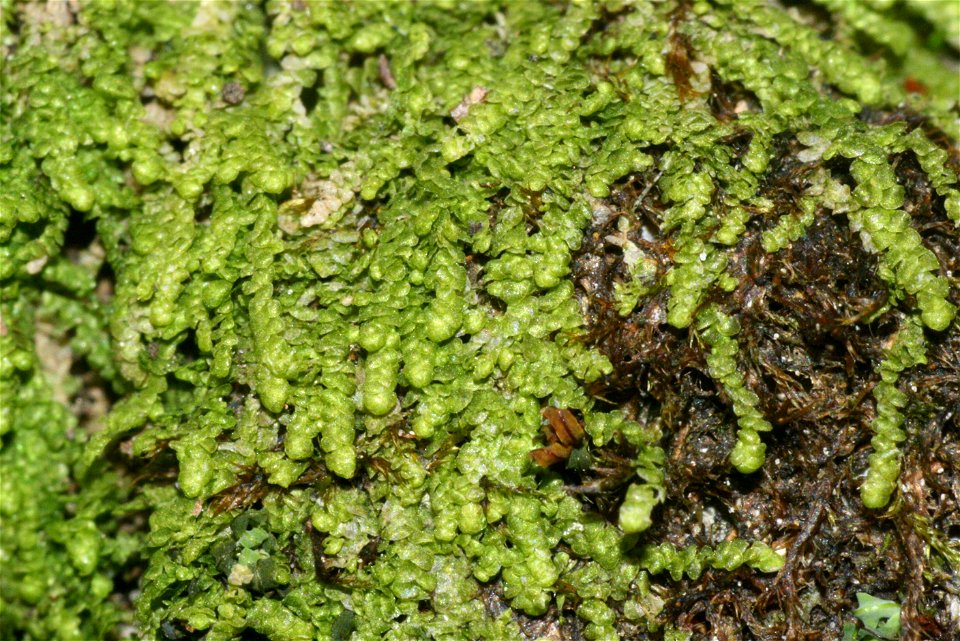 Lejeunea cavifolia