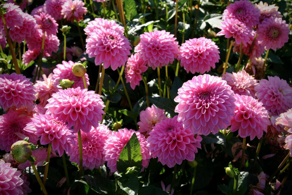 Pink bloom petals photo