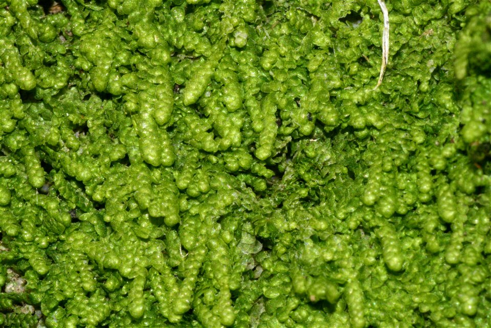 Lejeunea cavifolia