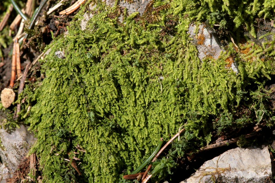 Lejeunea cavifolia