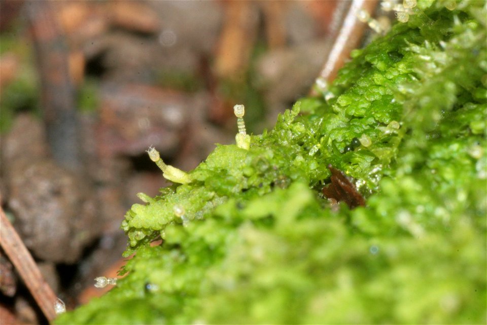 Lejeunea cavifolia