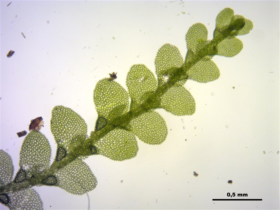 Lejeunea cavifolia