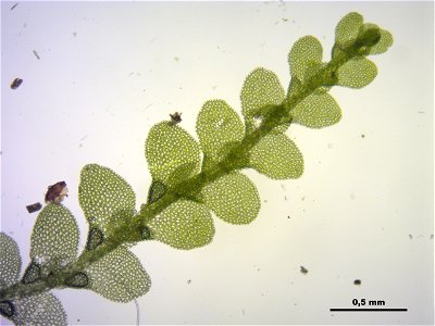 Lejeunea cavifolia