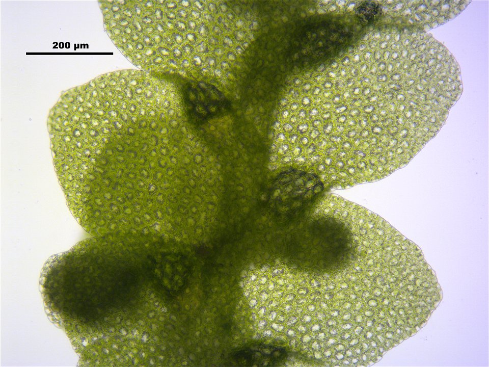Lejeunea cavifolia