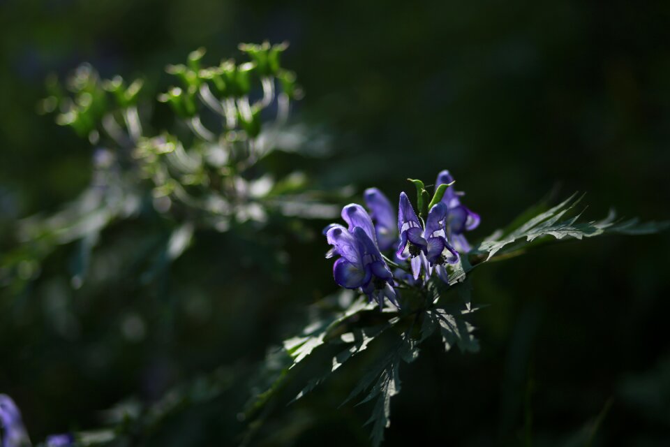 Nature plants germany