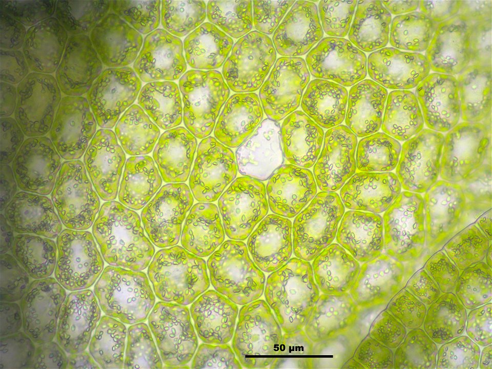 Lejeunea cavifolia