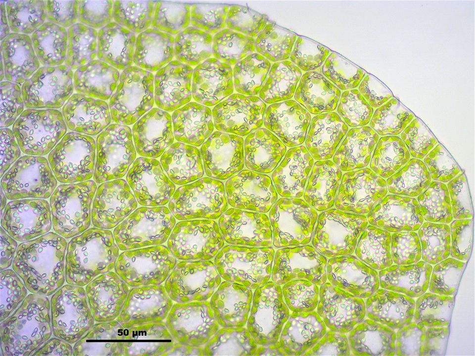Lejeunea cavifolia