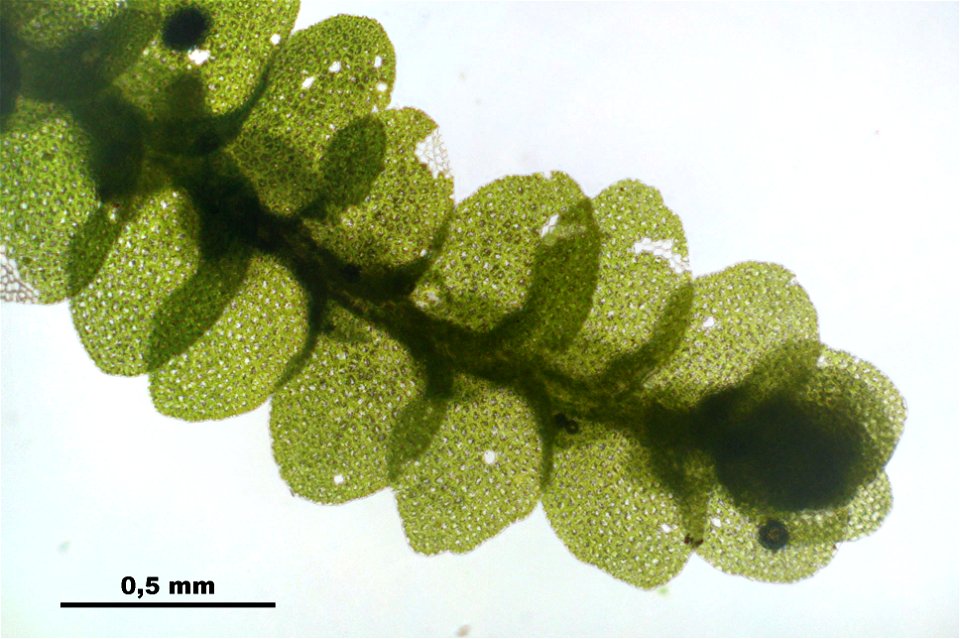 Lejeunea cavifolia