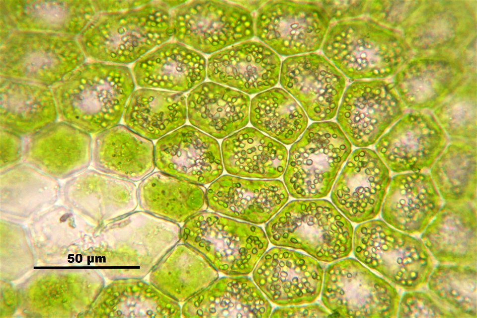 Lejeunea cavifolia