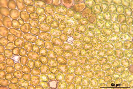 Frullania tamarisci