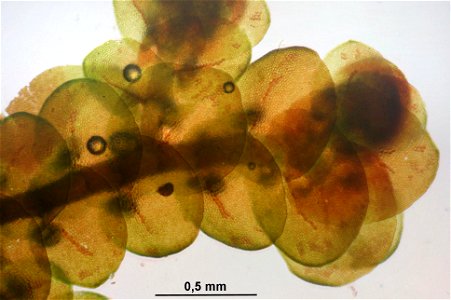 Frullania tamarisci
