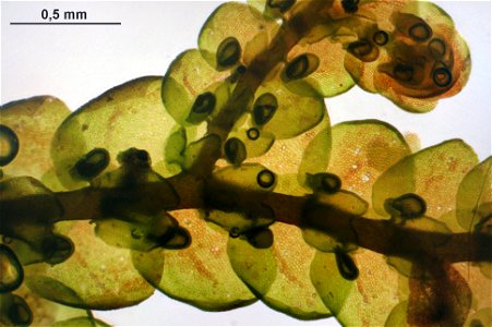 Frullania tamarisci
