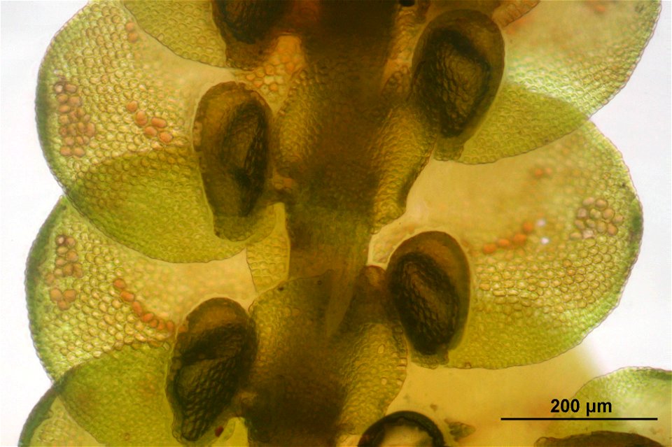 Frullania tamarisci