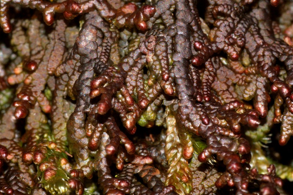 Frullania tamarisci