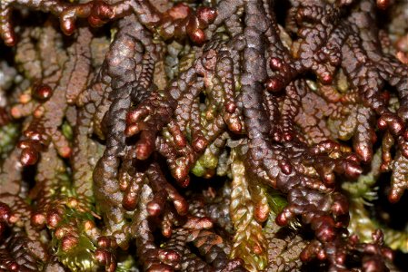 Frullania tamarisci
