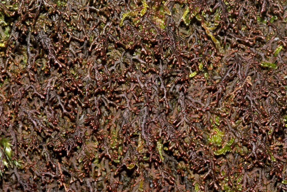 Frullania tamarisci