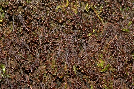 Frullania tamarisci