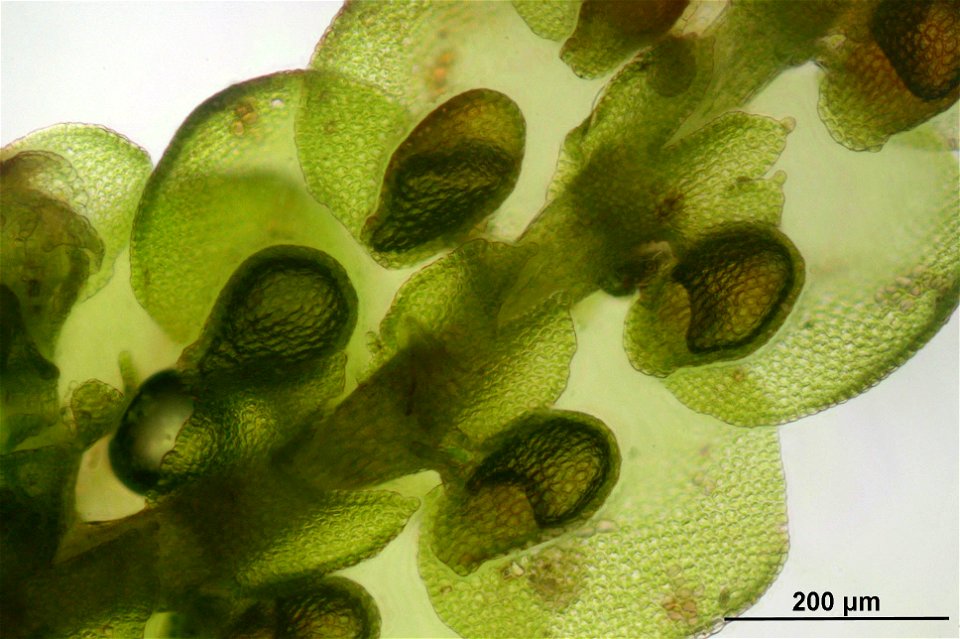 Frullania tamarisci