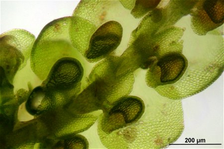 Frullania tamarisci