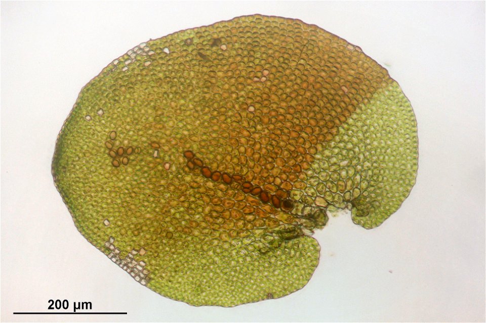 Frullania tamarisci