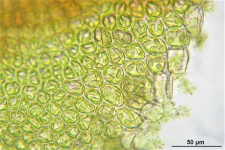 Frullania tamarisci