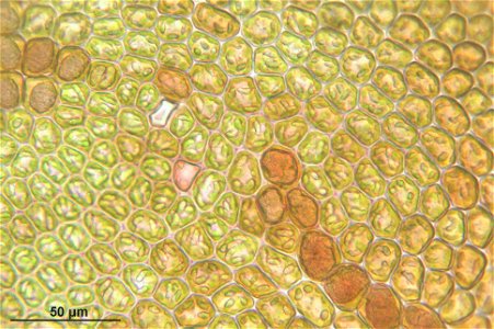 Frullania tamarisci