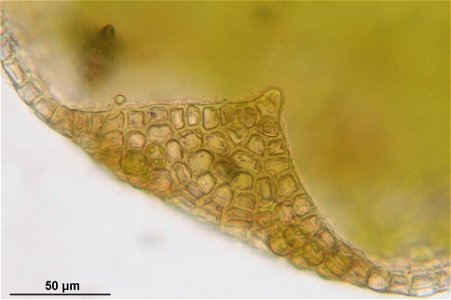 Frullania tamarisci