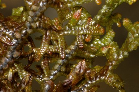 Frullania tamarisci