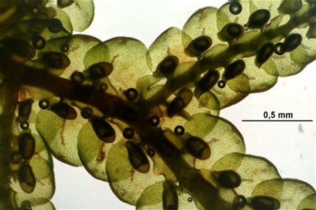 Frullania tamarisci