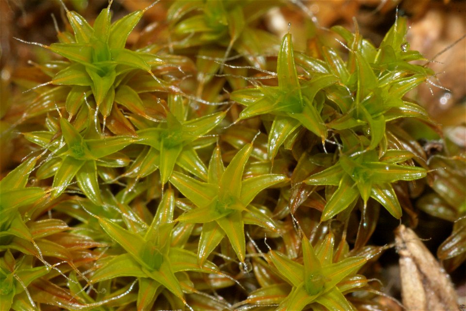 Syntrichia ruralis var. ruraliformis