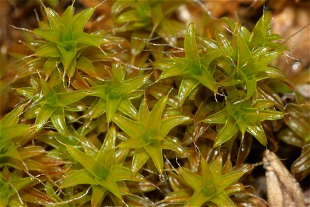 Syntrichia ruralis var. ruraliformis