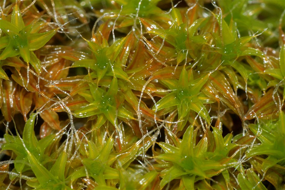 Syntrichia ruralis var. ruraliformis