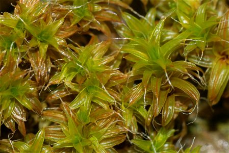 Syntrichia ruralis var. ruraliformis